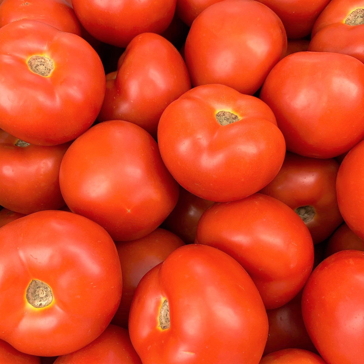 Tomato Gourmet 1kg
